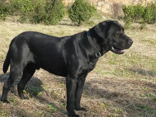 养犬狗多少钱一只