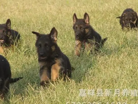 两个月的大白熊犬幼犬吃多少钱一只