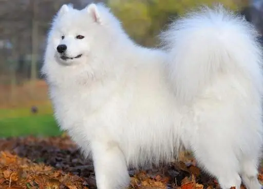 拉布拉多幼犬要多少钱一只