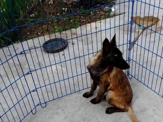 宠物店秋田犬多少钱一只