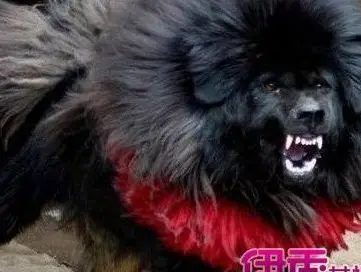 中国比特犬多少钱一只