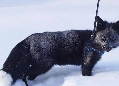 宠物狗金毛犬多少钱一只