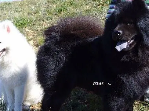 一只好的拉布拉多幼犬多少钱