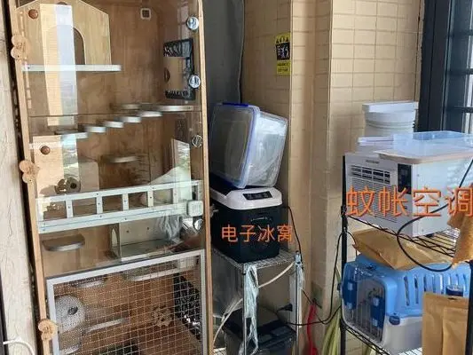 宠物店小型犬多少钱一只