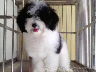 边牧小犬多少一只