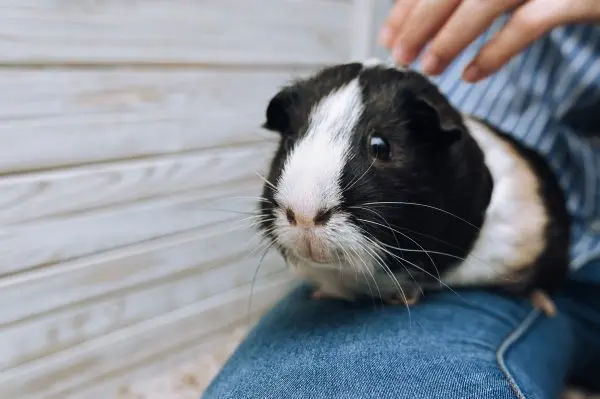 龙猫纯白多少钱一只