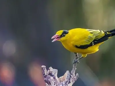 鳄蜥多少钱一只