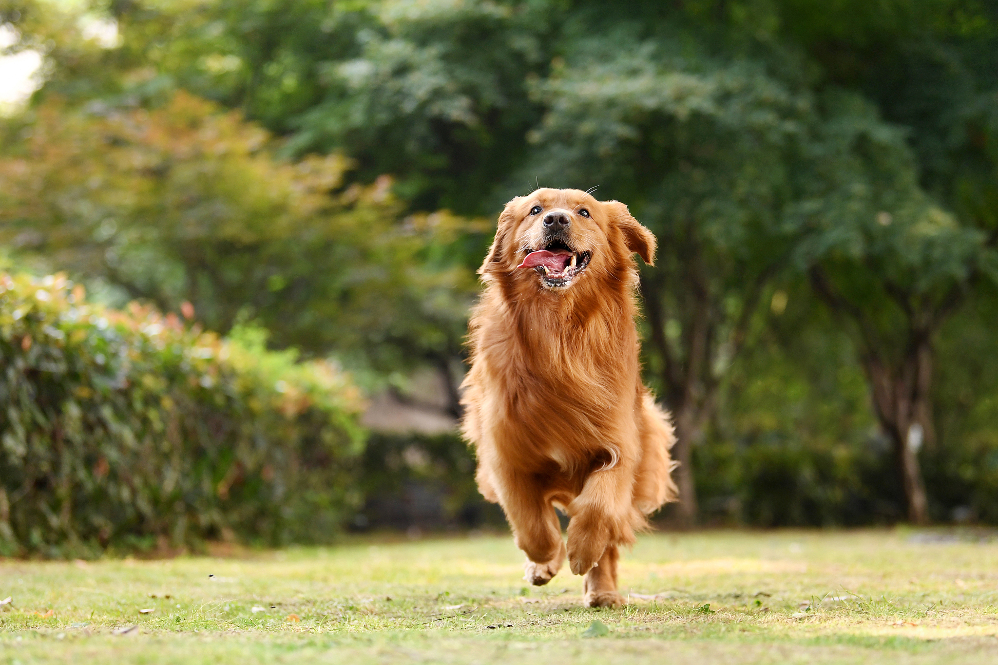 一只小金毛犬多少钱一只