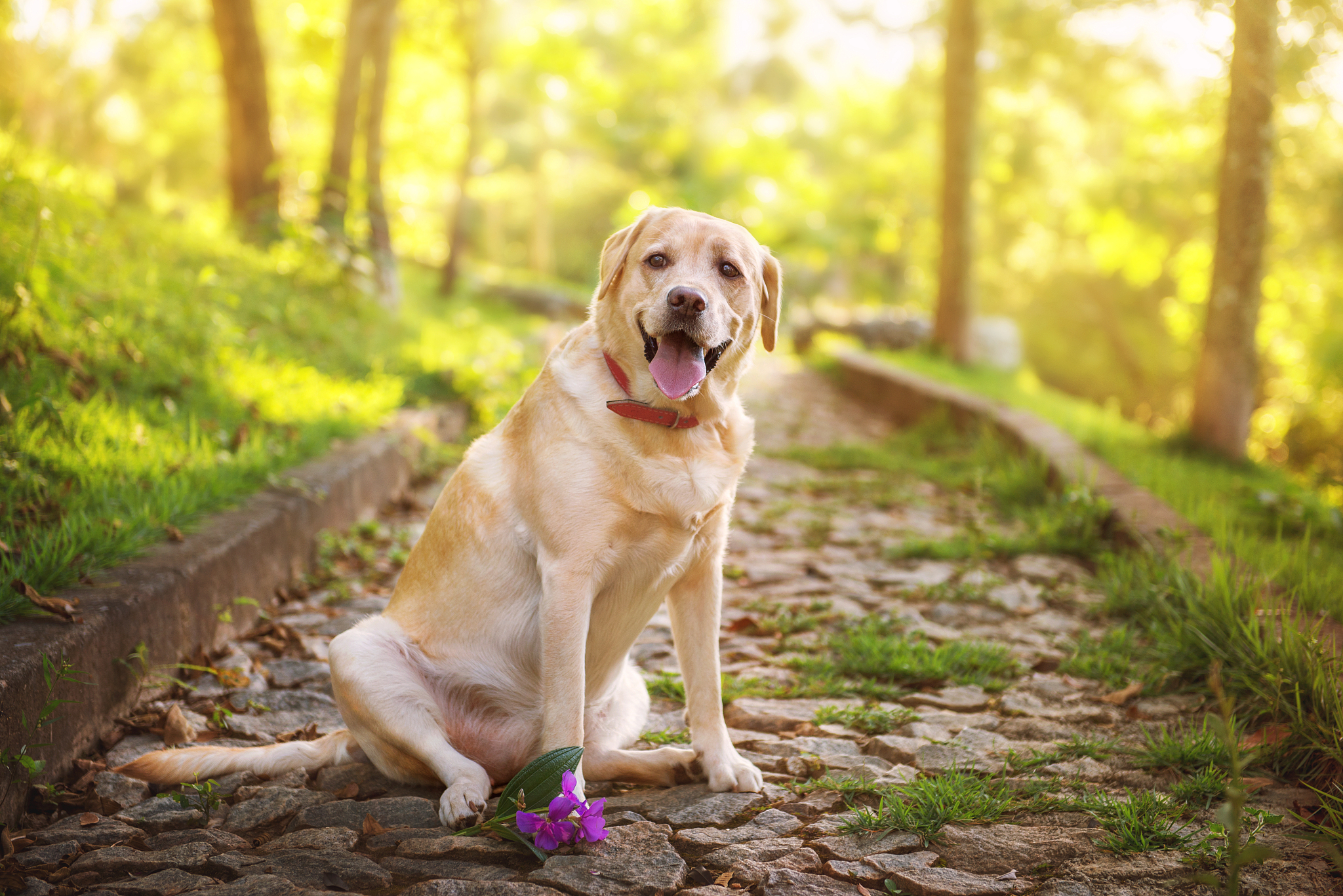 拉布拉多犬金毛