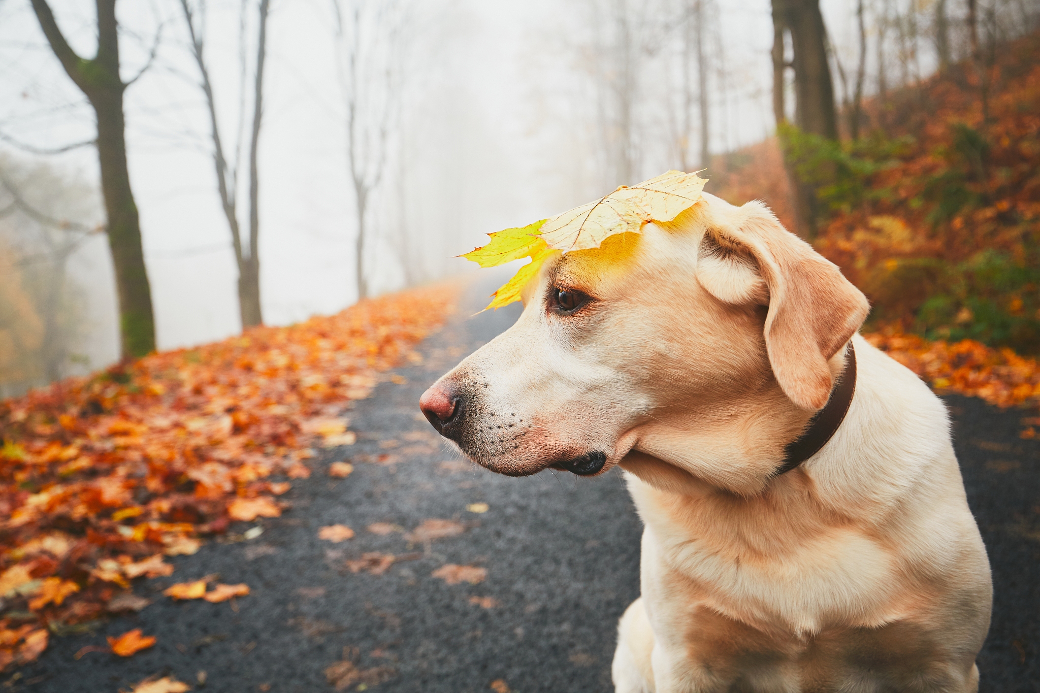 拉布拉多金毛阿拉斯加犬哪个好养