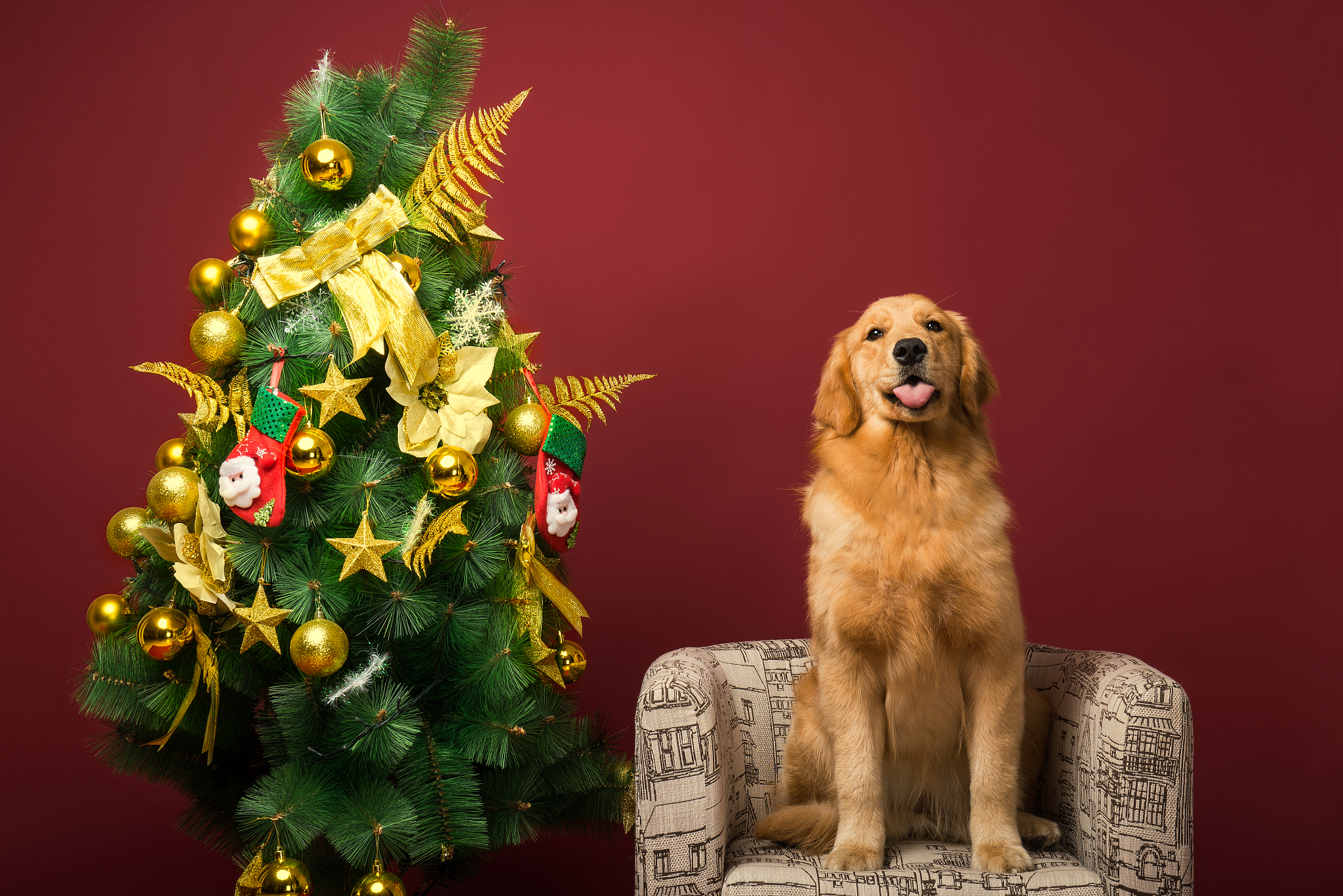 正宗金毛犬一般多少钱一只