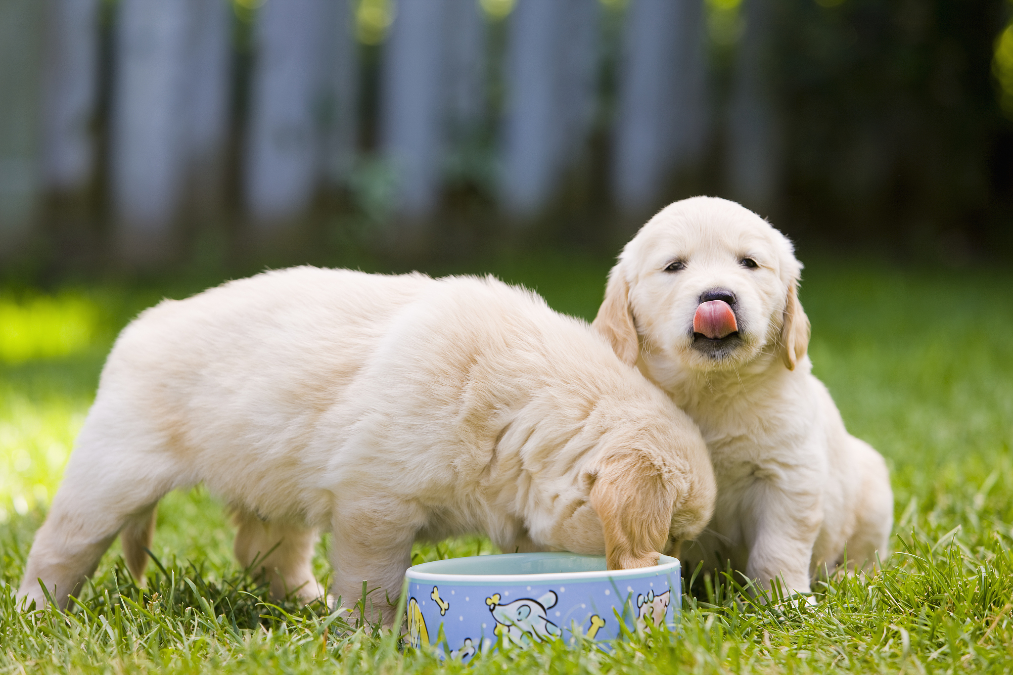 正宗金毛犬多少钱一只