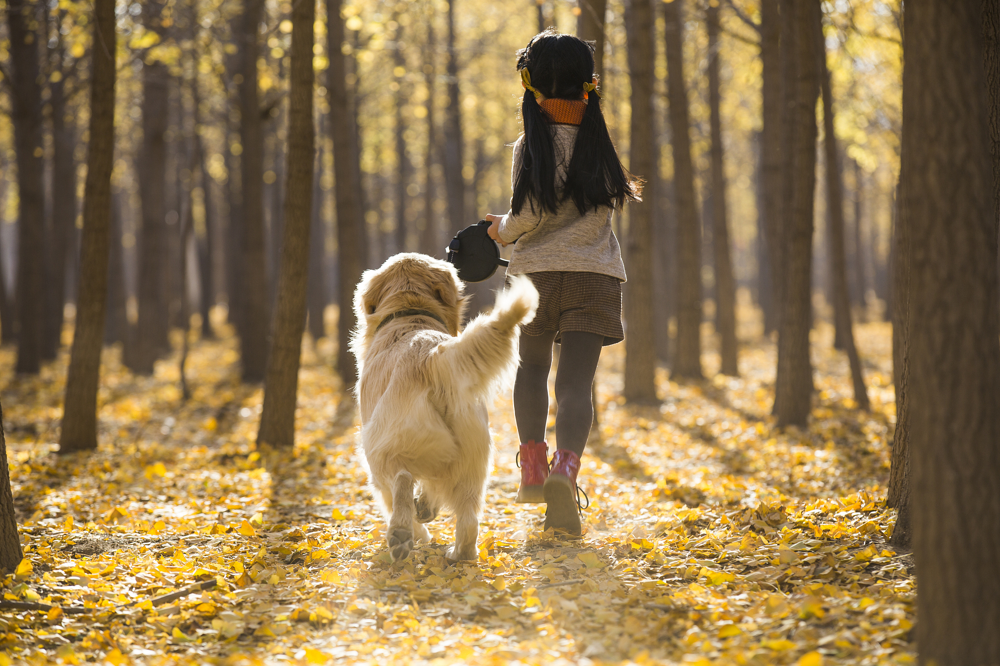 活体狗金毛幼犬