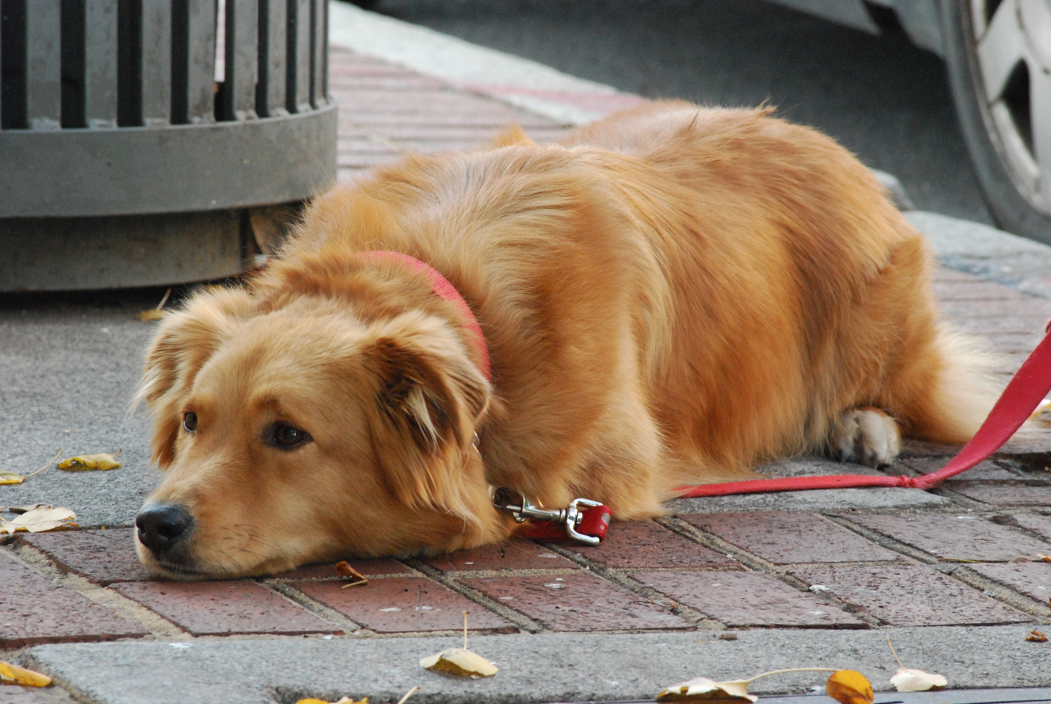 活体金毛犬