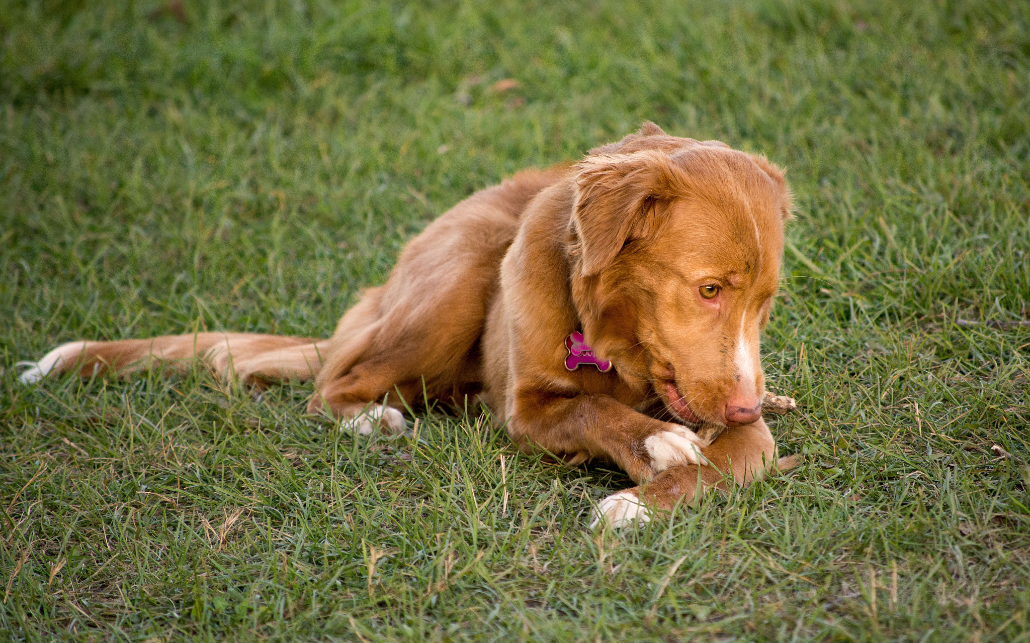 深圳金毛犬多少钱一只