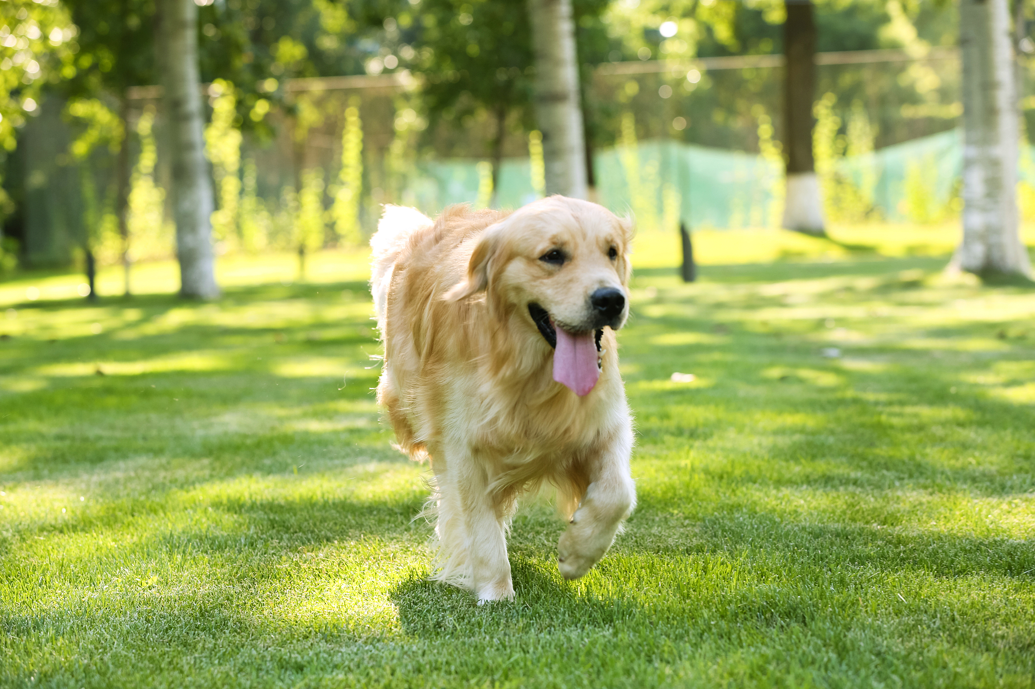 混血金毛犬