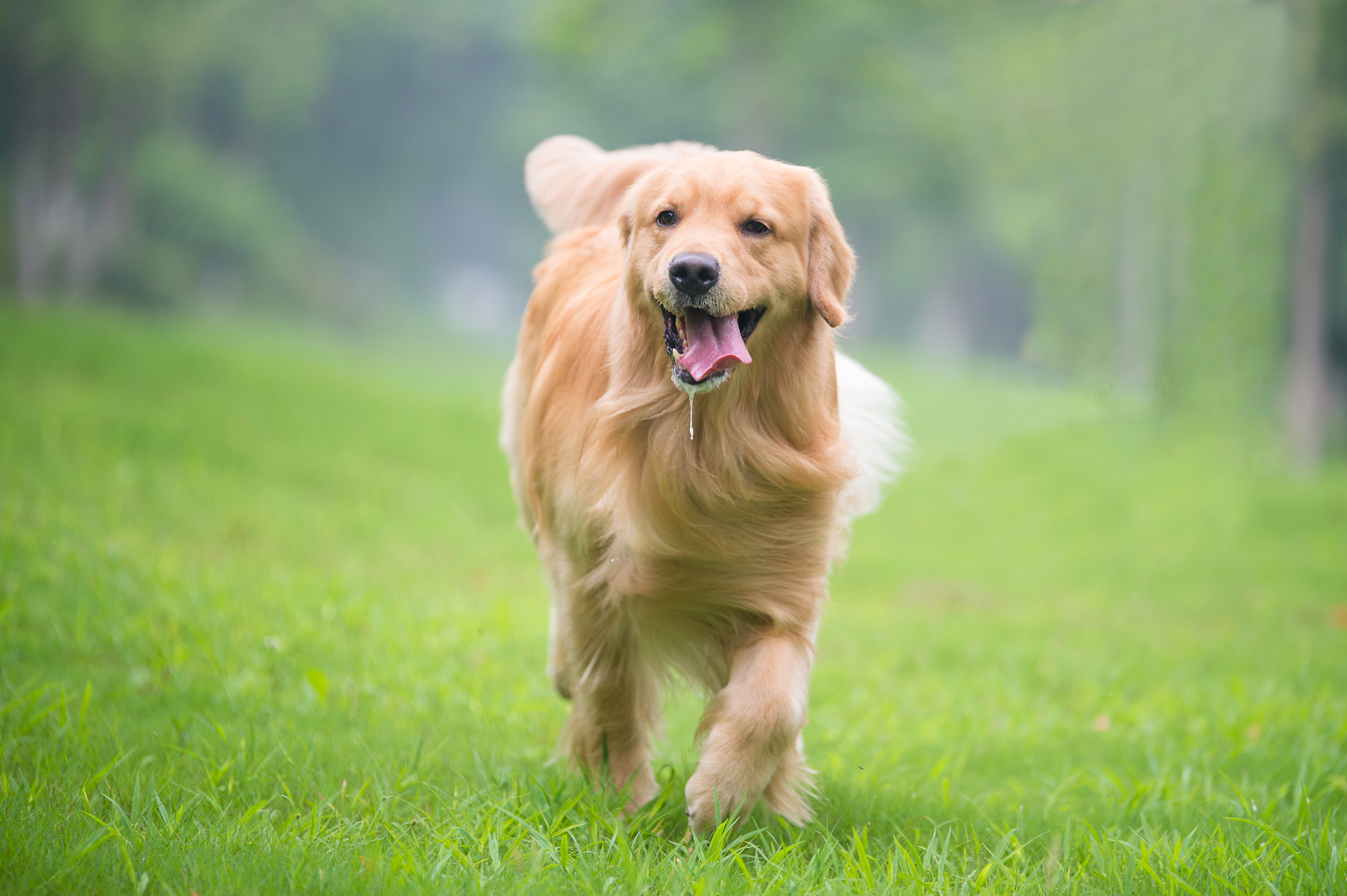 混血金毛犬多少钱一只幼崽