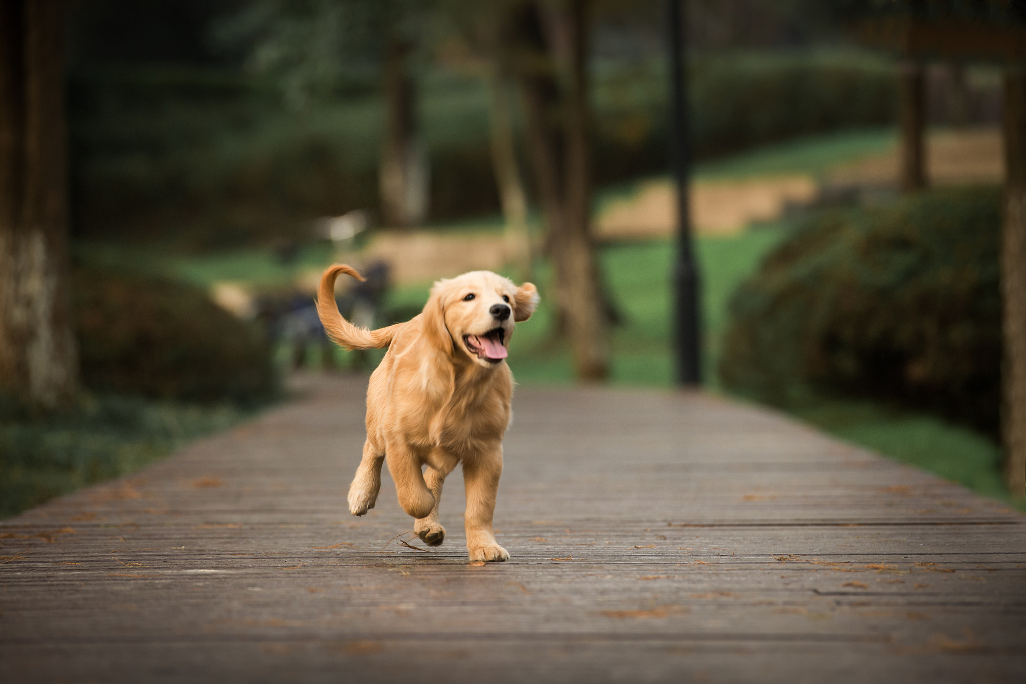 狗市金毛犬多少钱一只幼崽