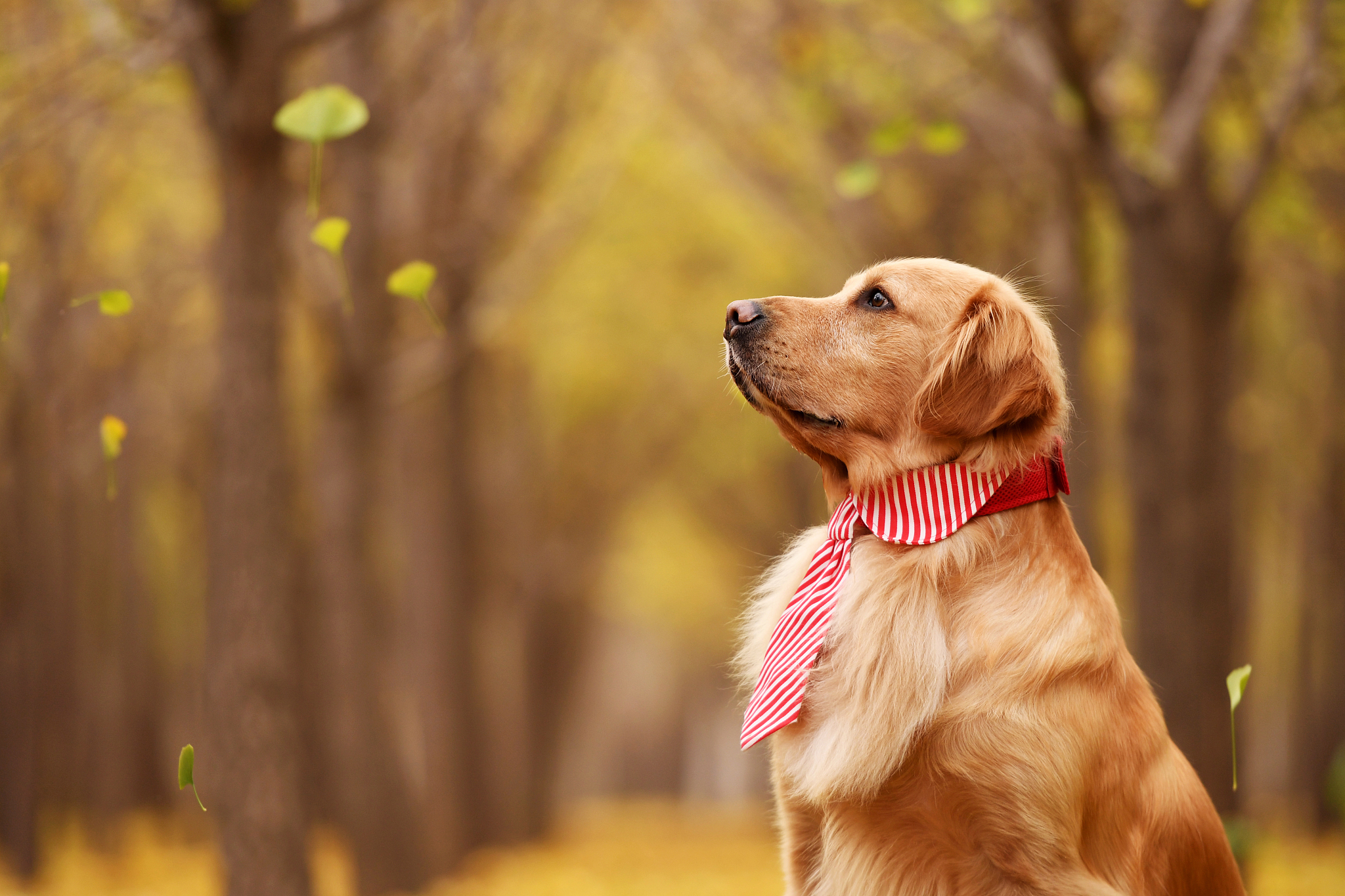 白色金毛犬稀有吗