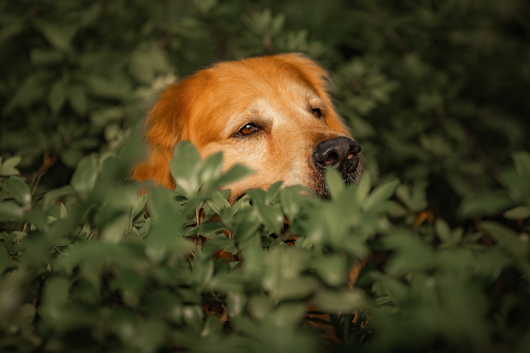 纯正金毛犬价格多少