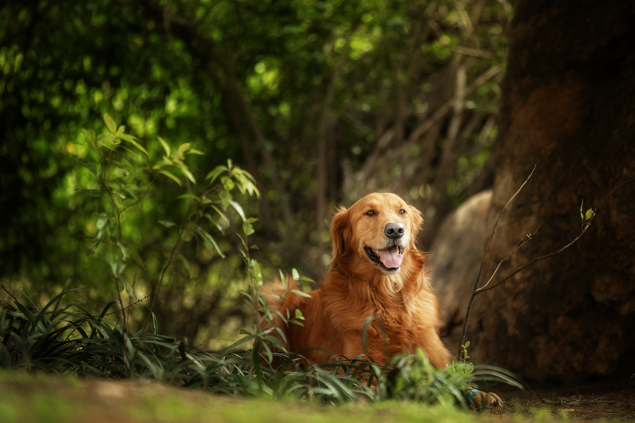 纯白金毛犬多少钱一只