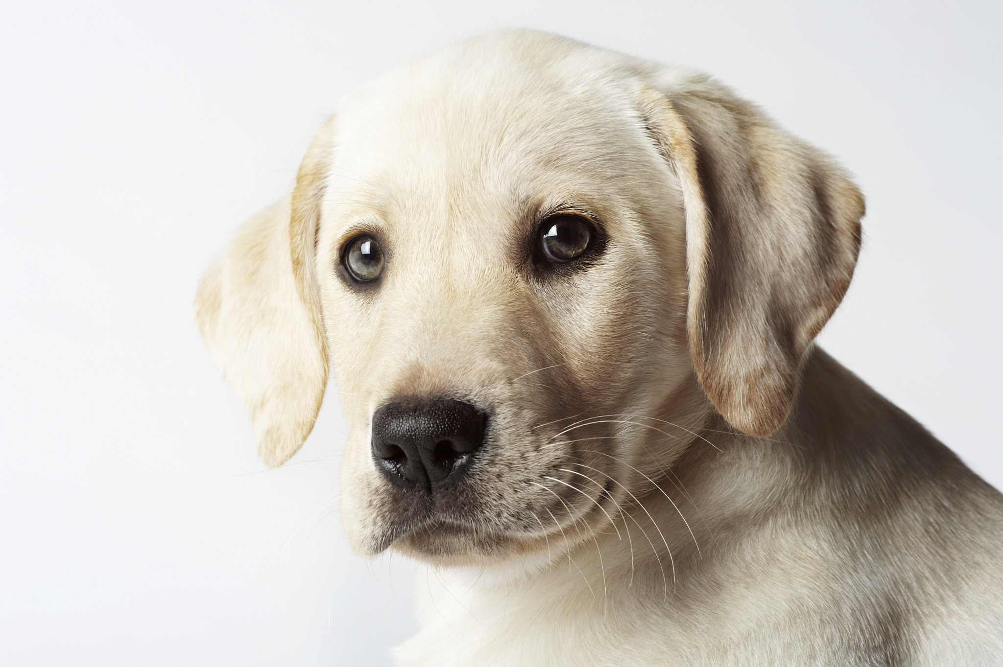 纯种活体金毛幼犬拉布拉多