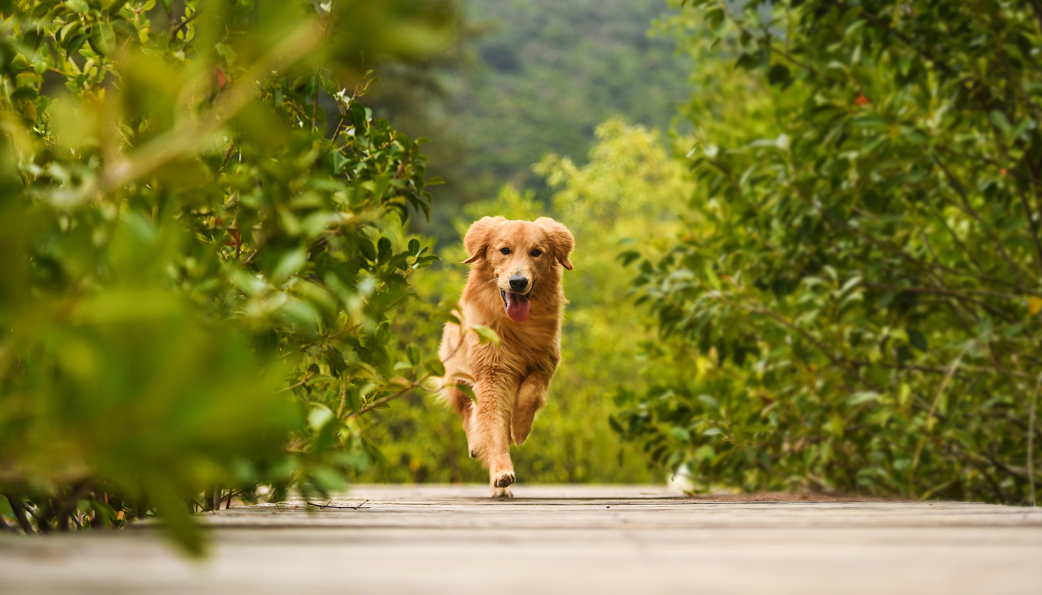 纯种的金毛犬价位