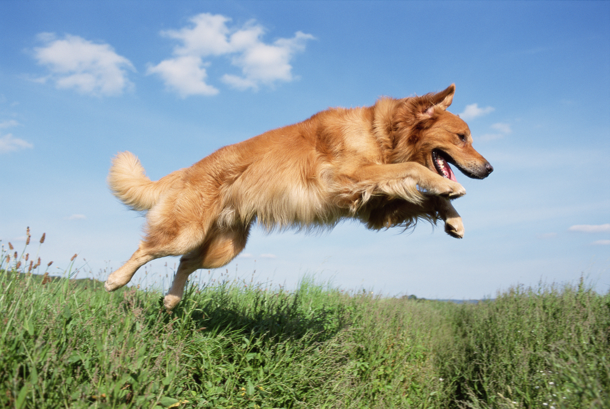 纯种金毛幼犬价位