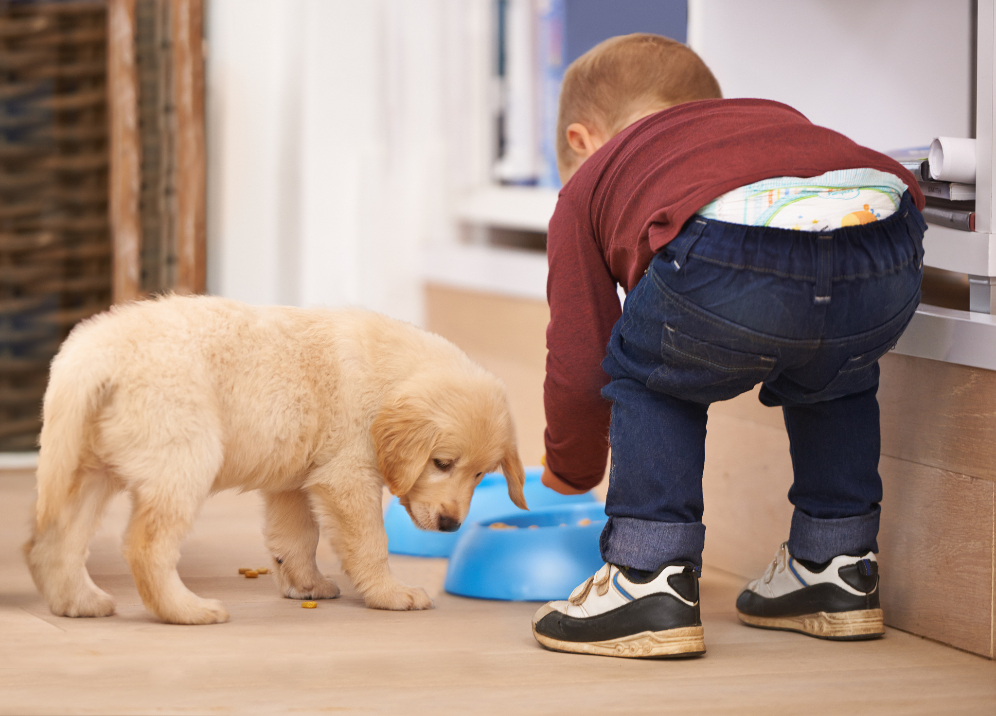 纯种金毛幼犬价格