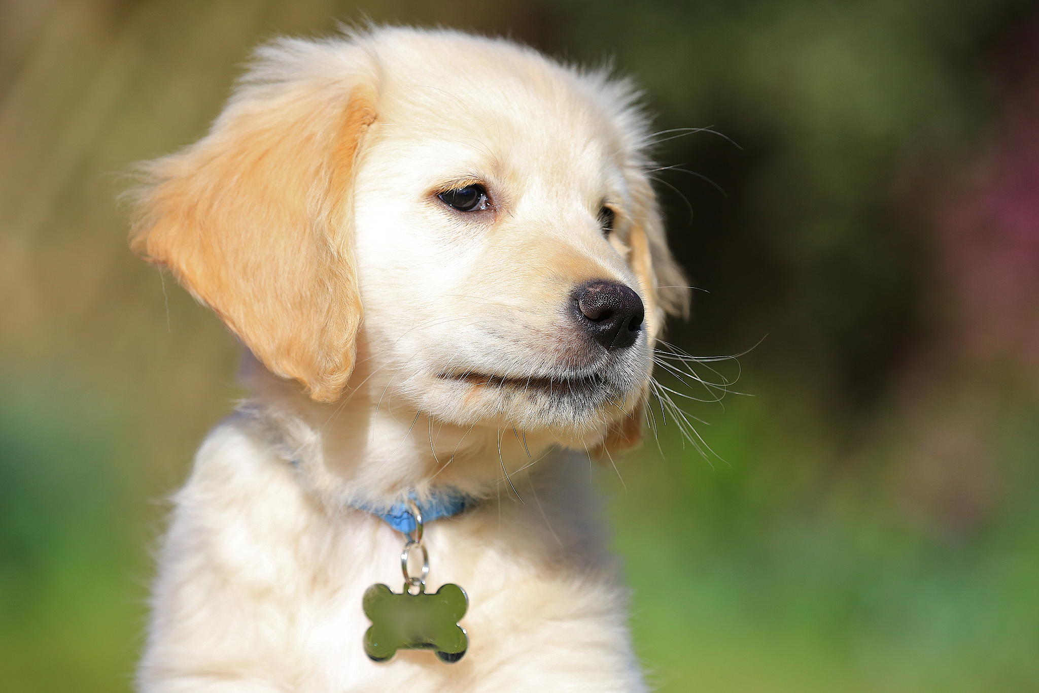 纯种金毛幼犬价钱