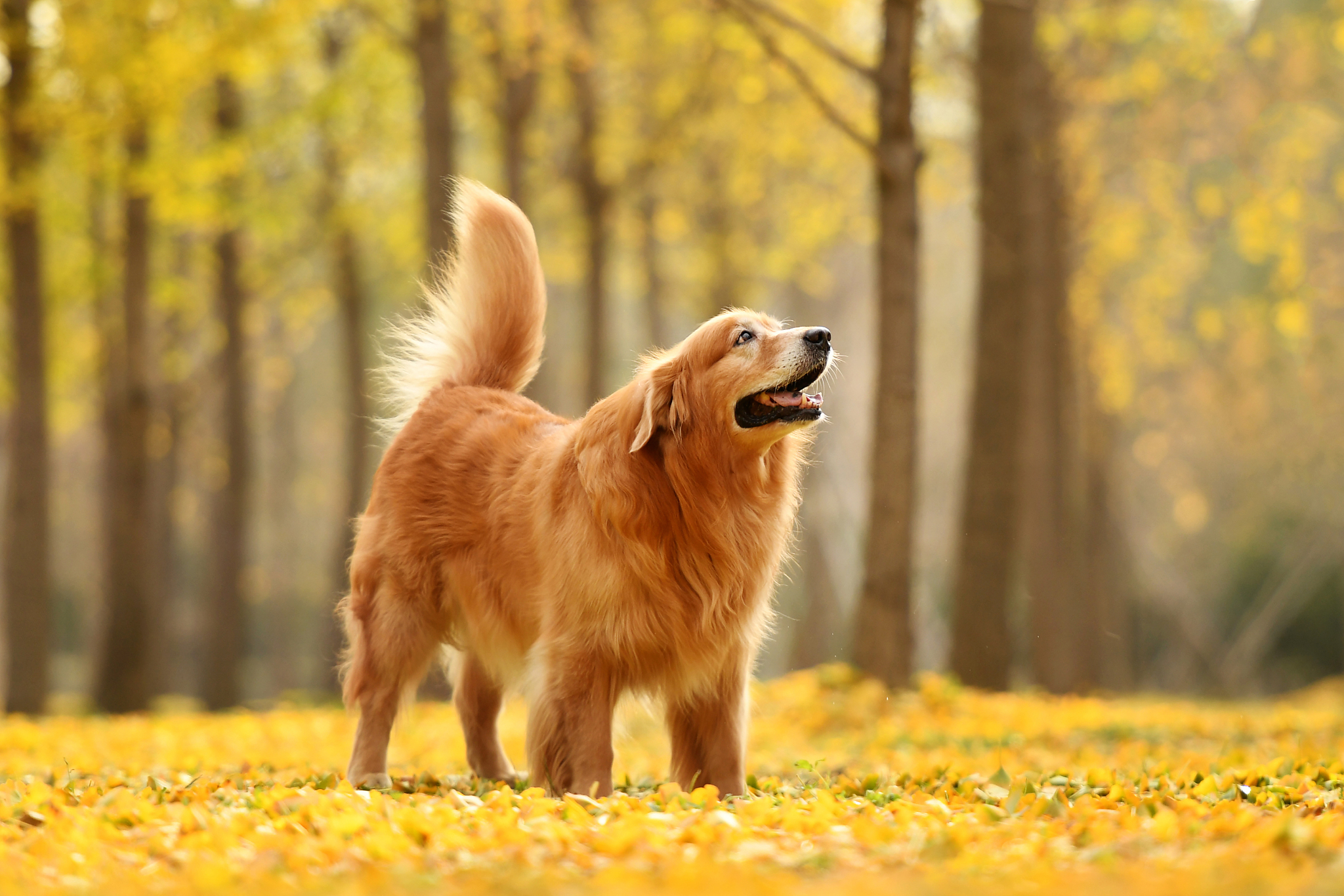 纯种金毛幼犬宠物狗