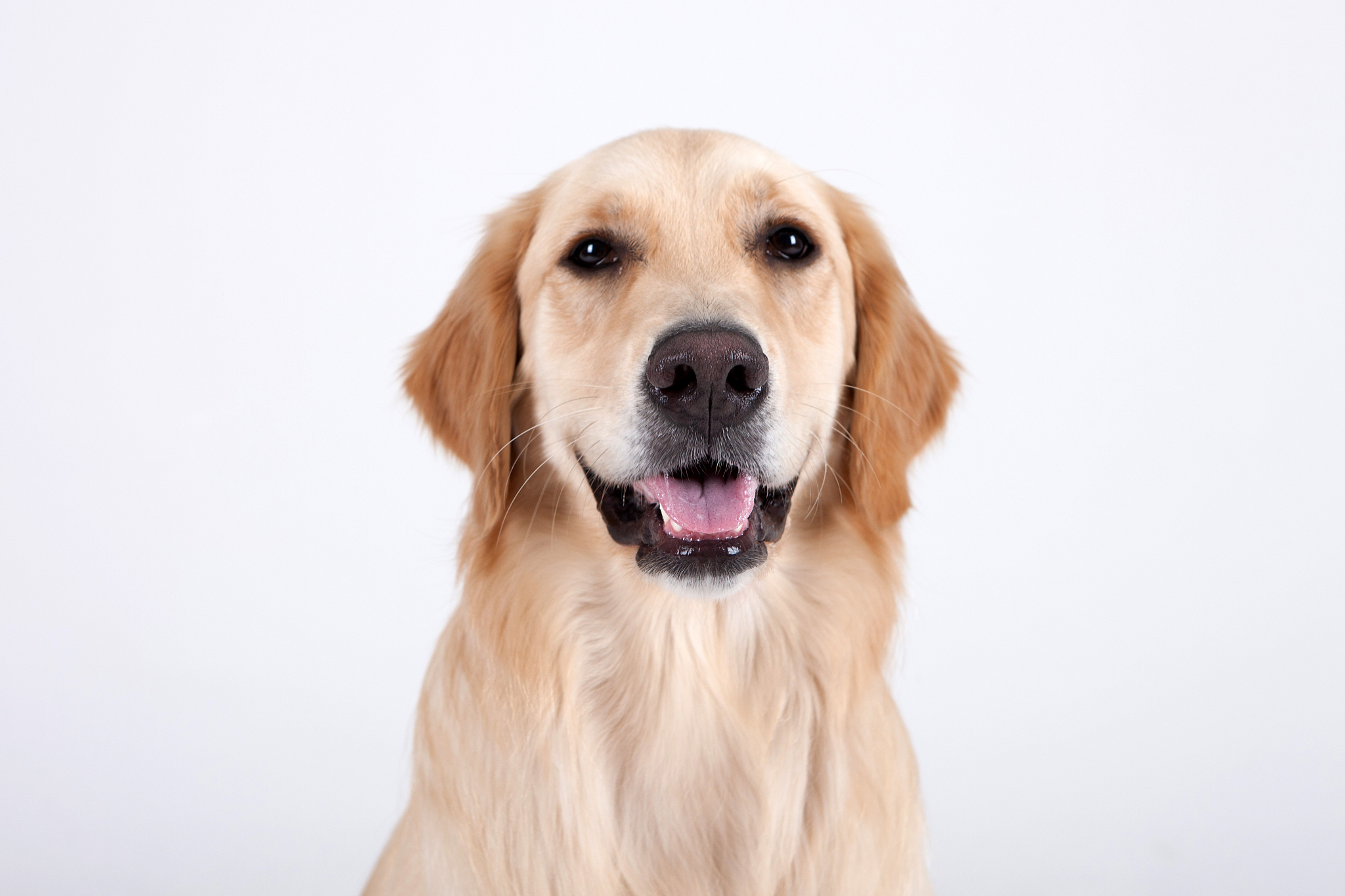 纯种金毛犬幼犬