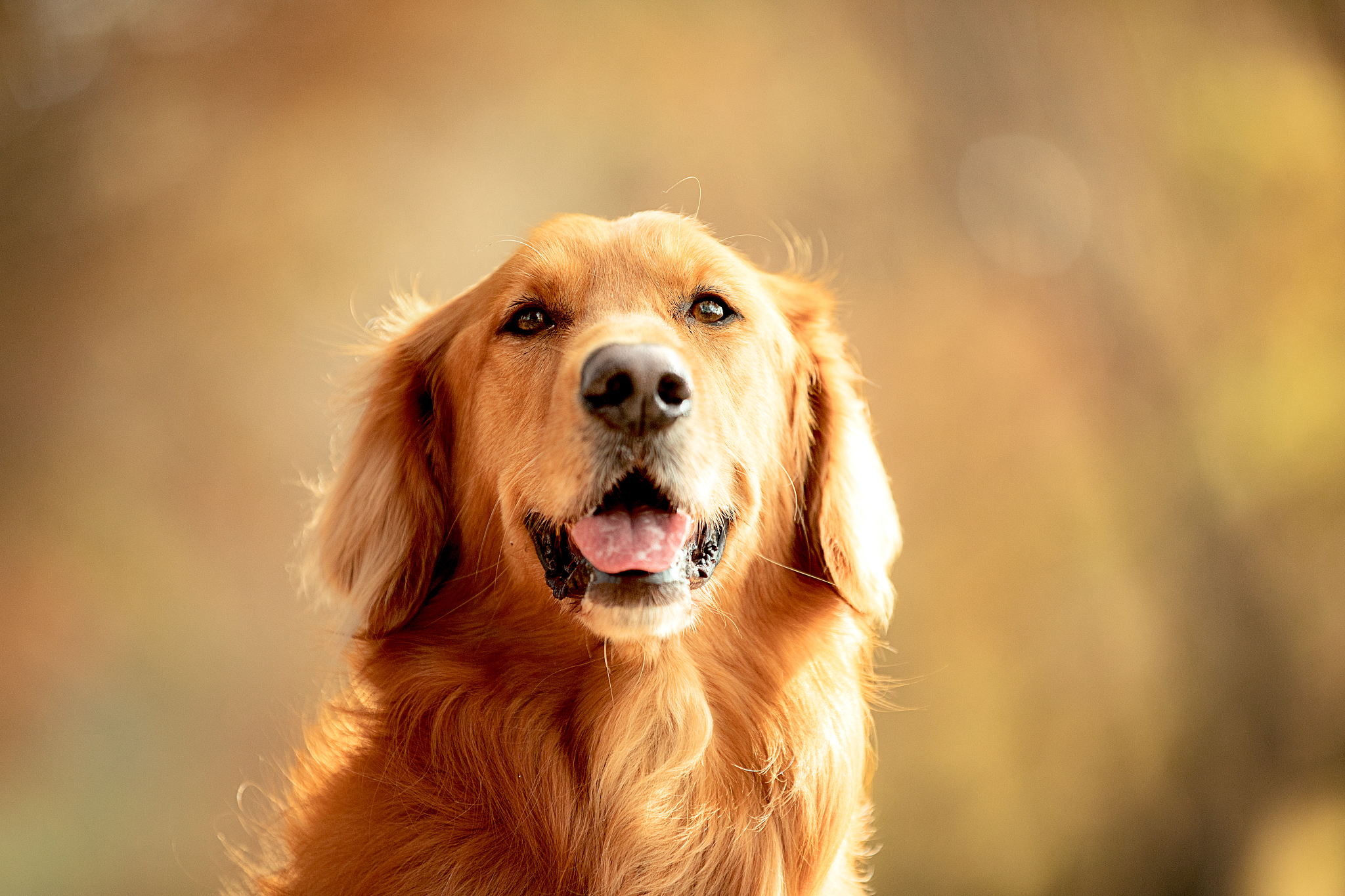 纯种金毛狗幼犬