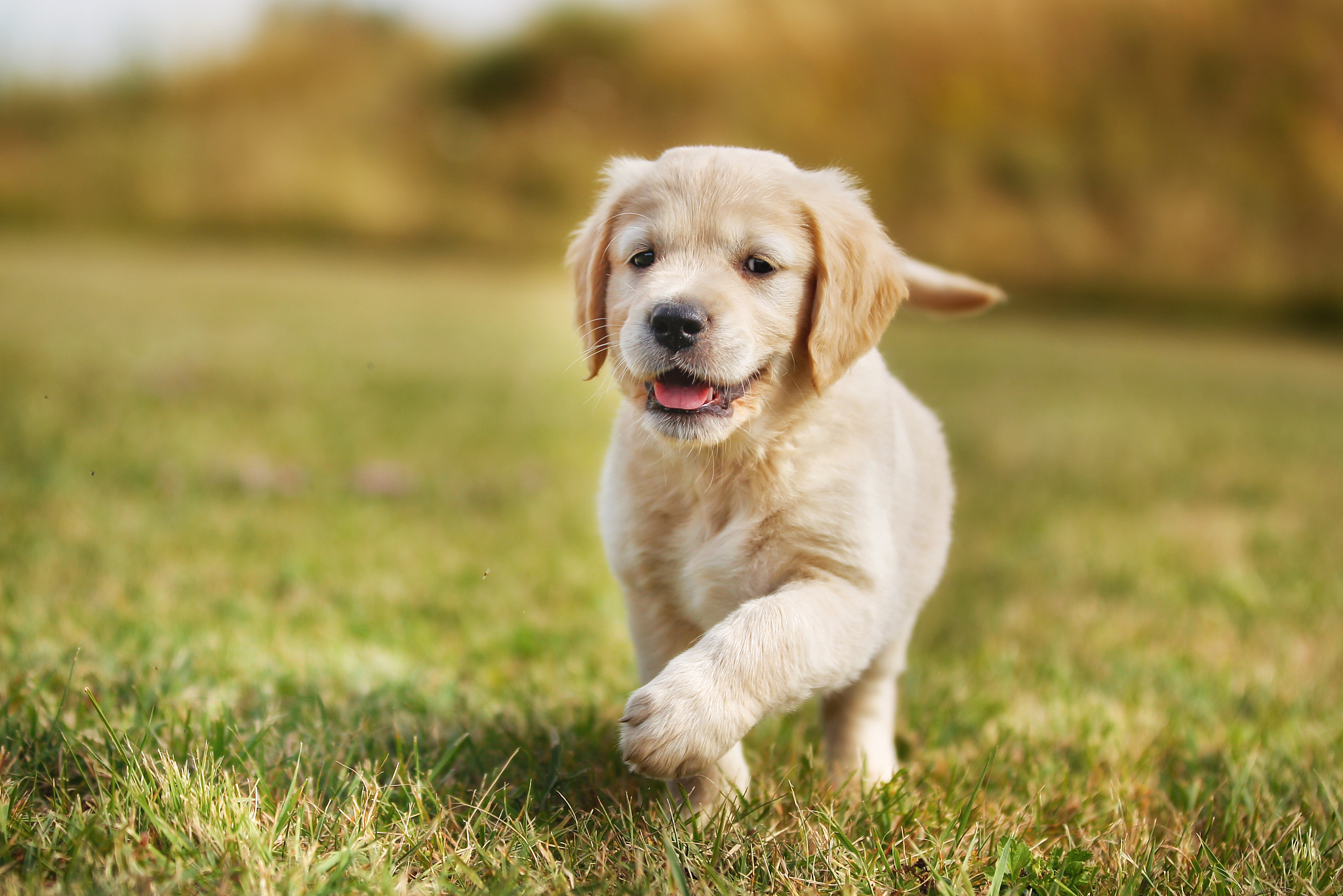 纯金毛犬价格多少