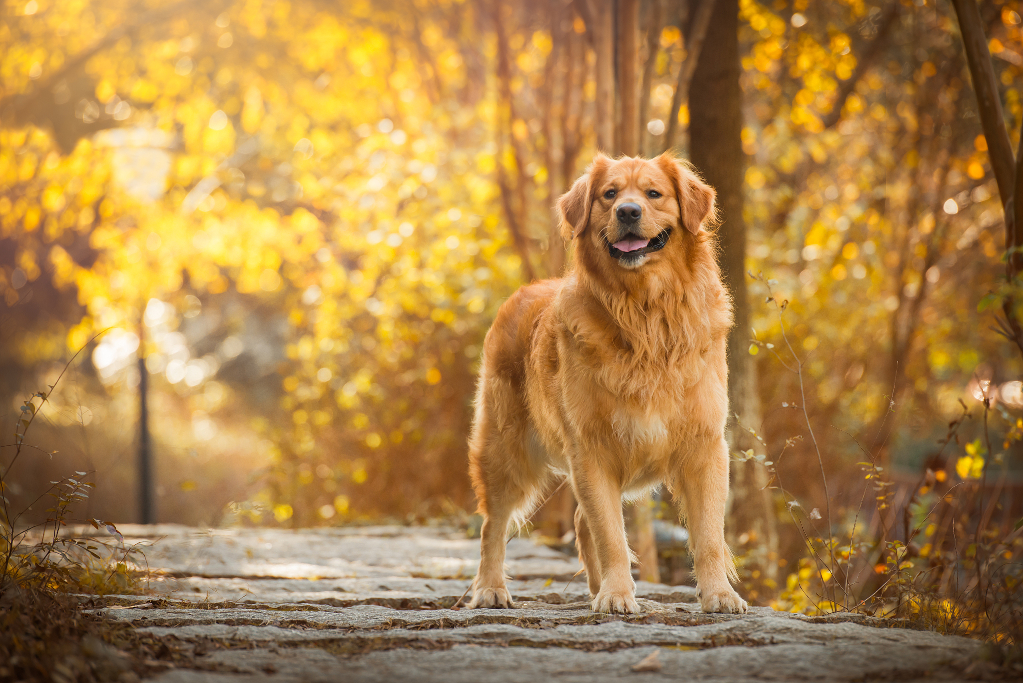 纯金毛犬多少钱