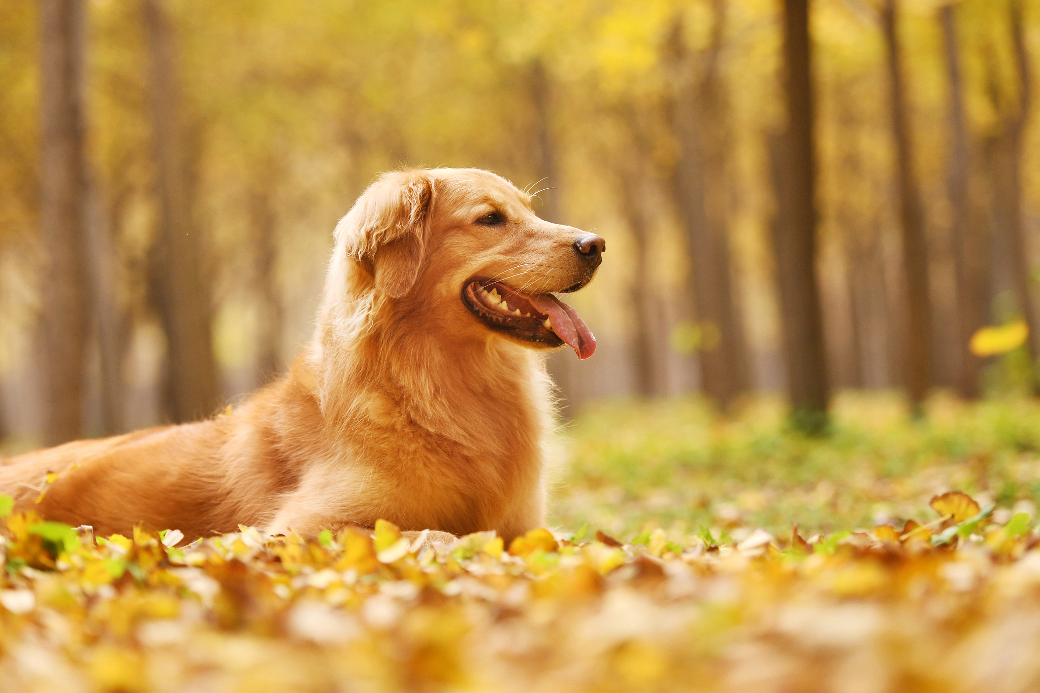 纯金毛犬多少钱一只