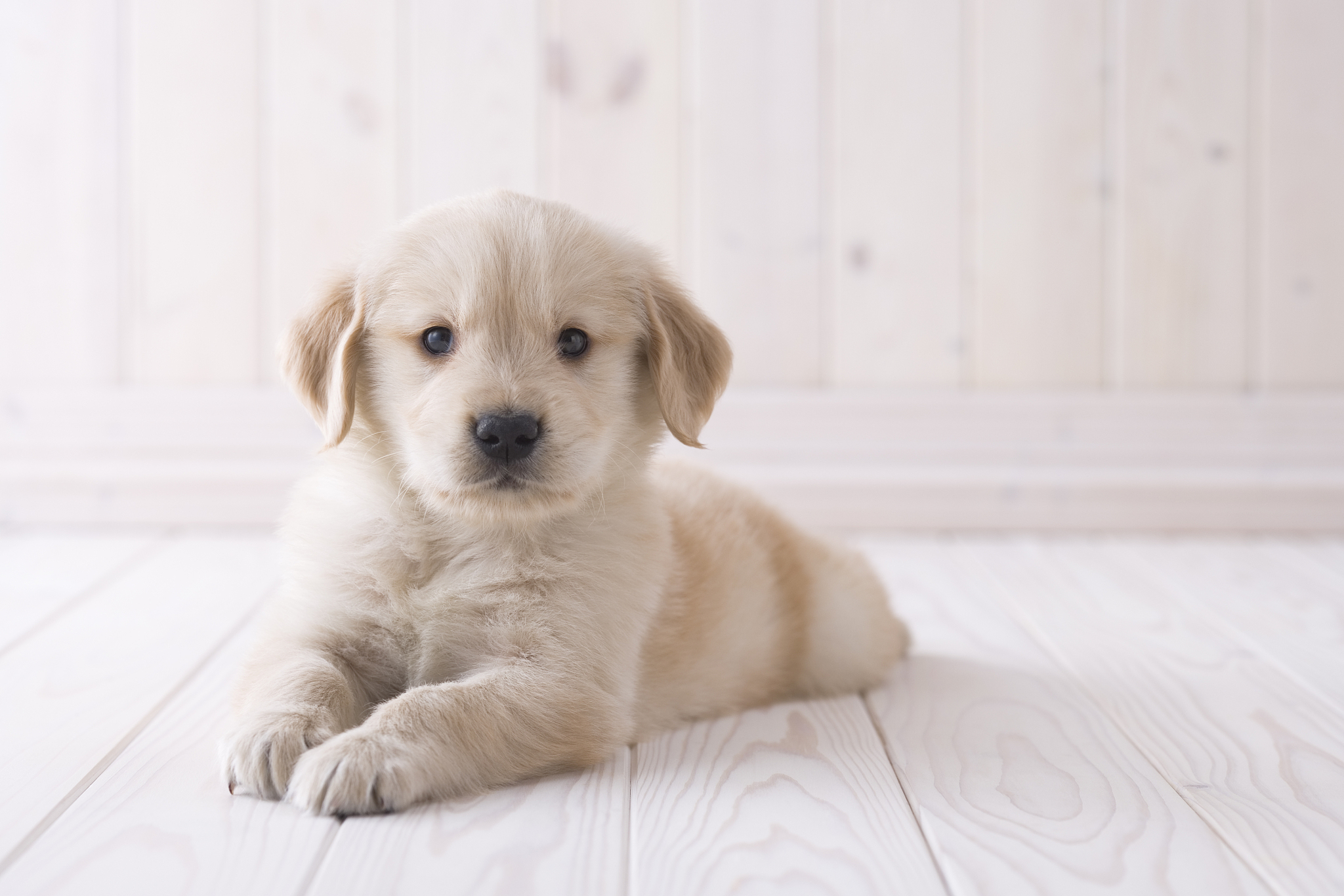 花金毛犬