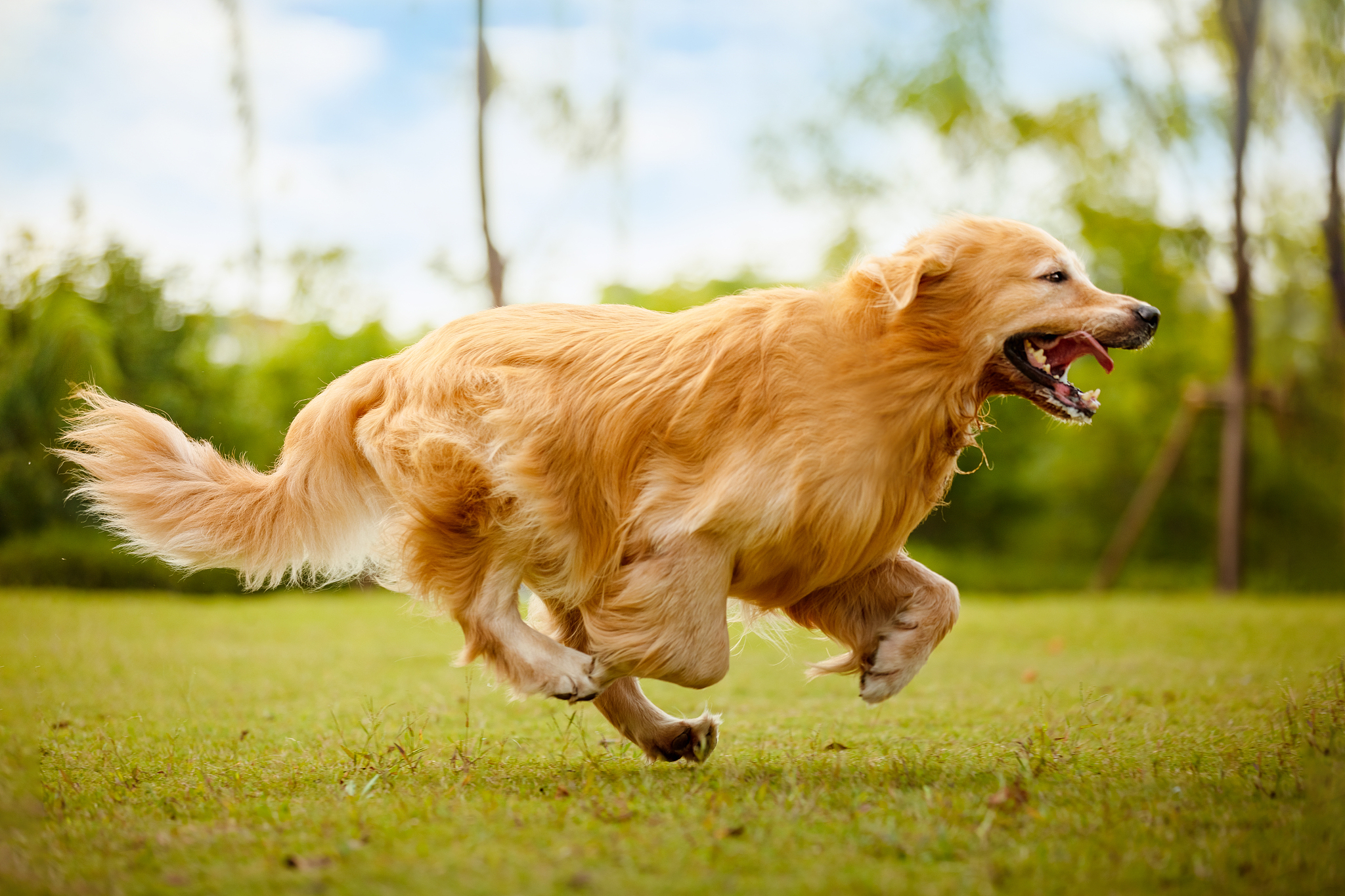 赛级金毛犬