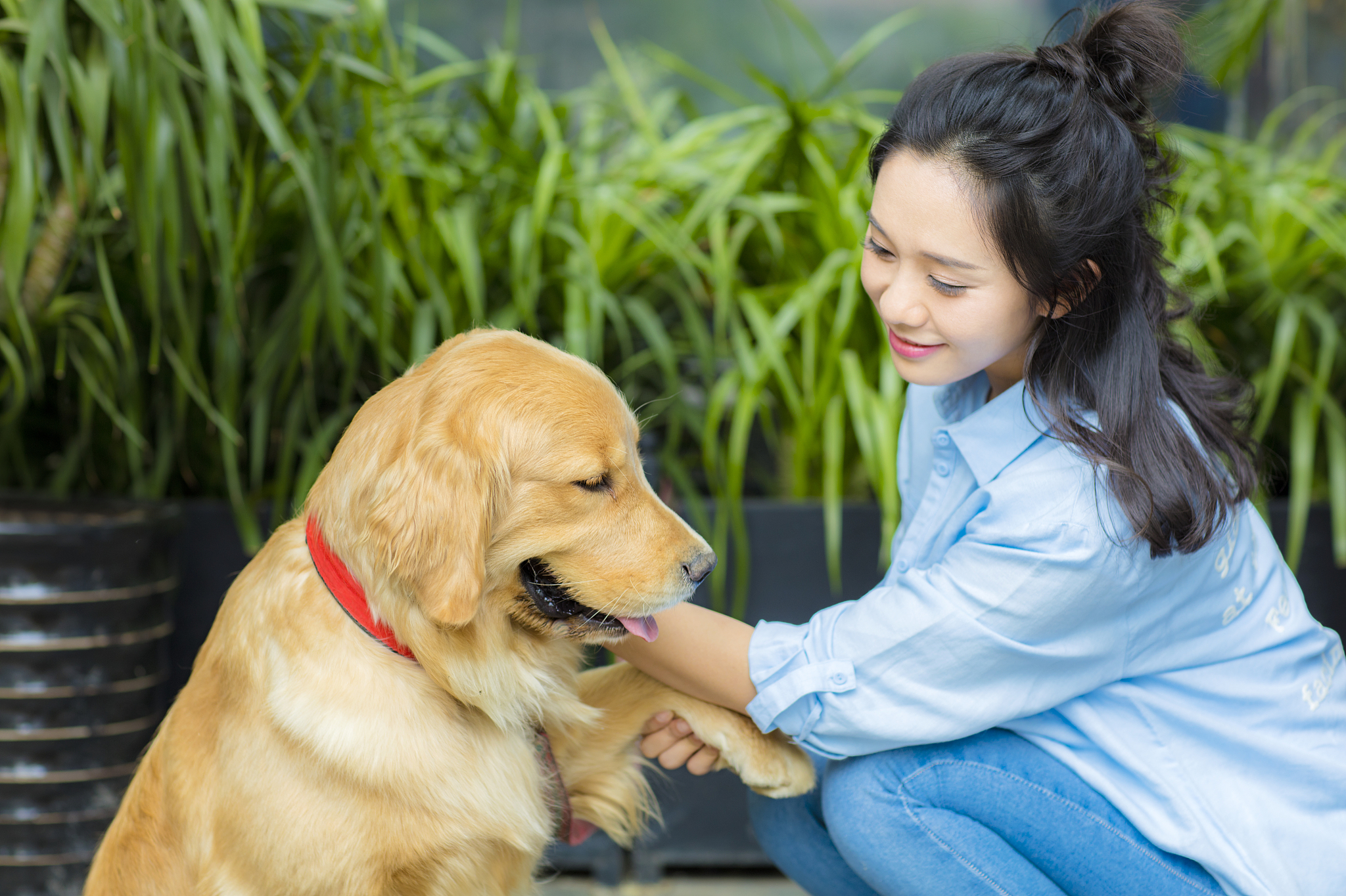 迷你金毛犬