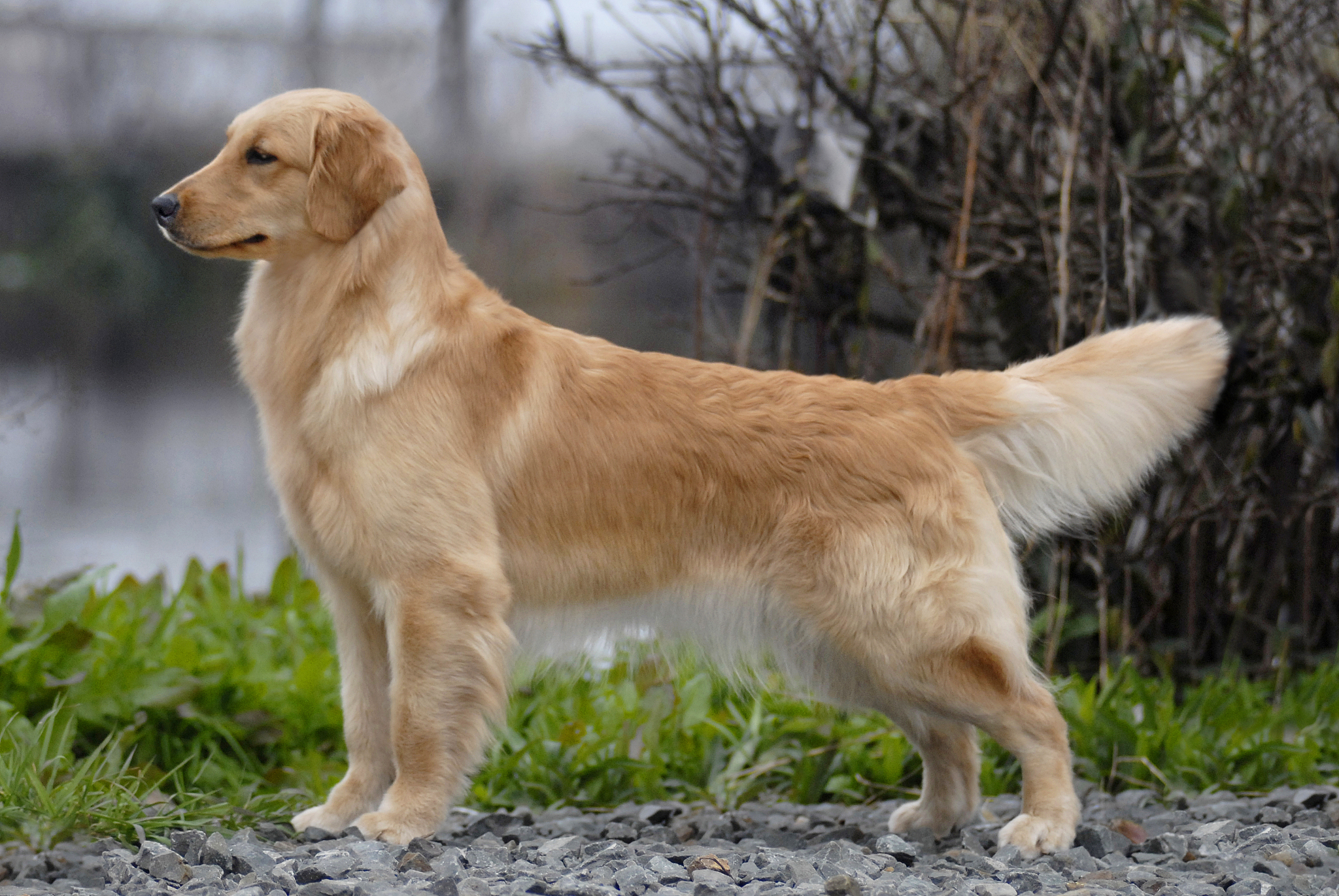 金毛价格幼犬