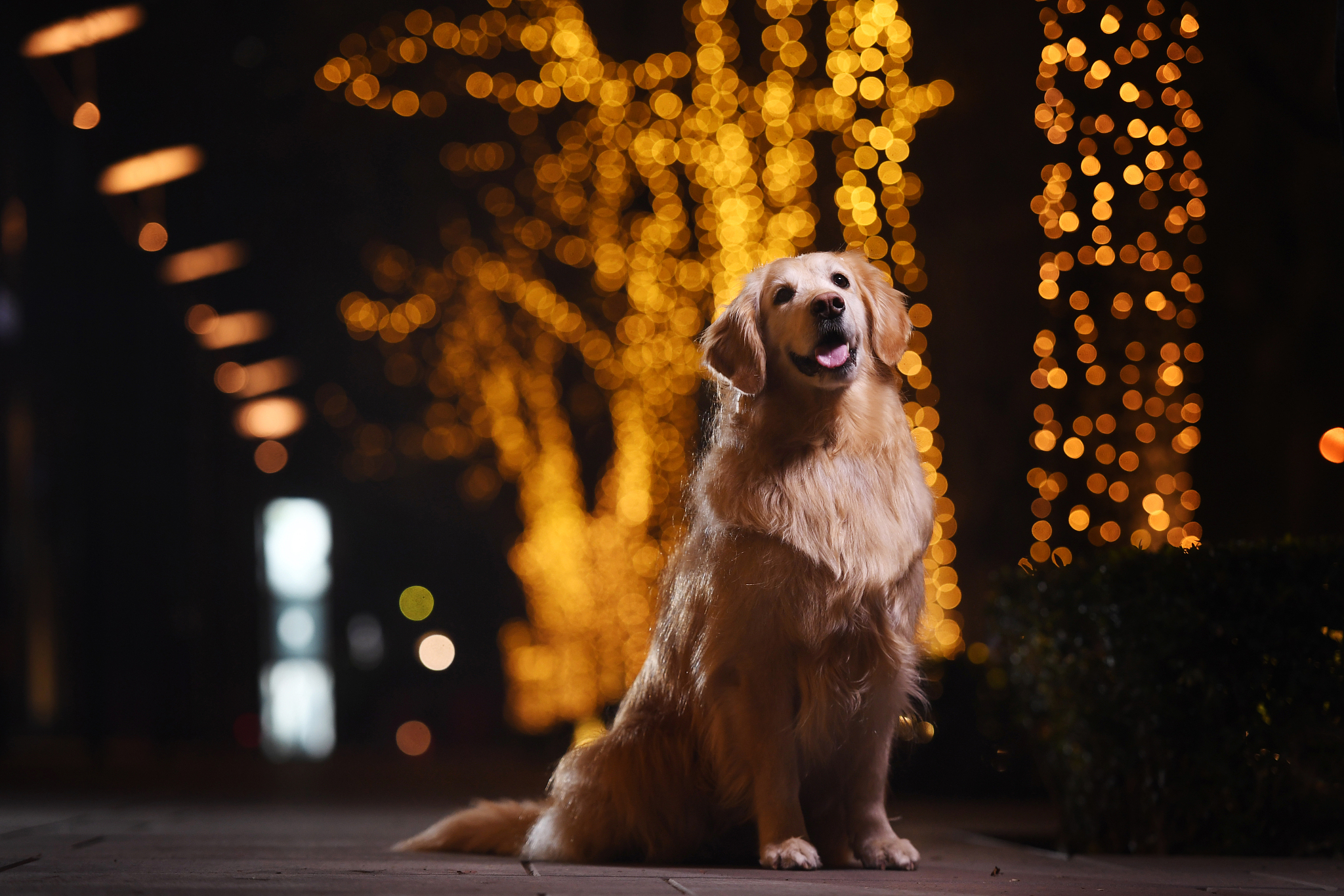 金毛博美犬