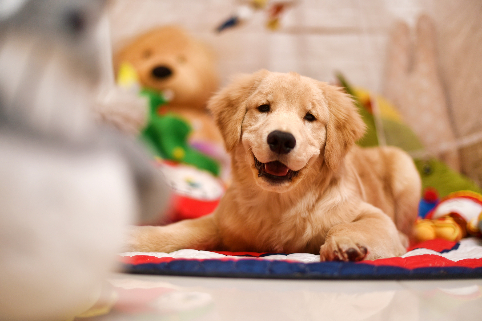 金毛多少钱一只幼犬