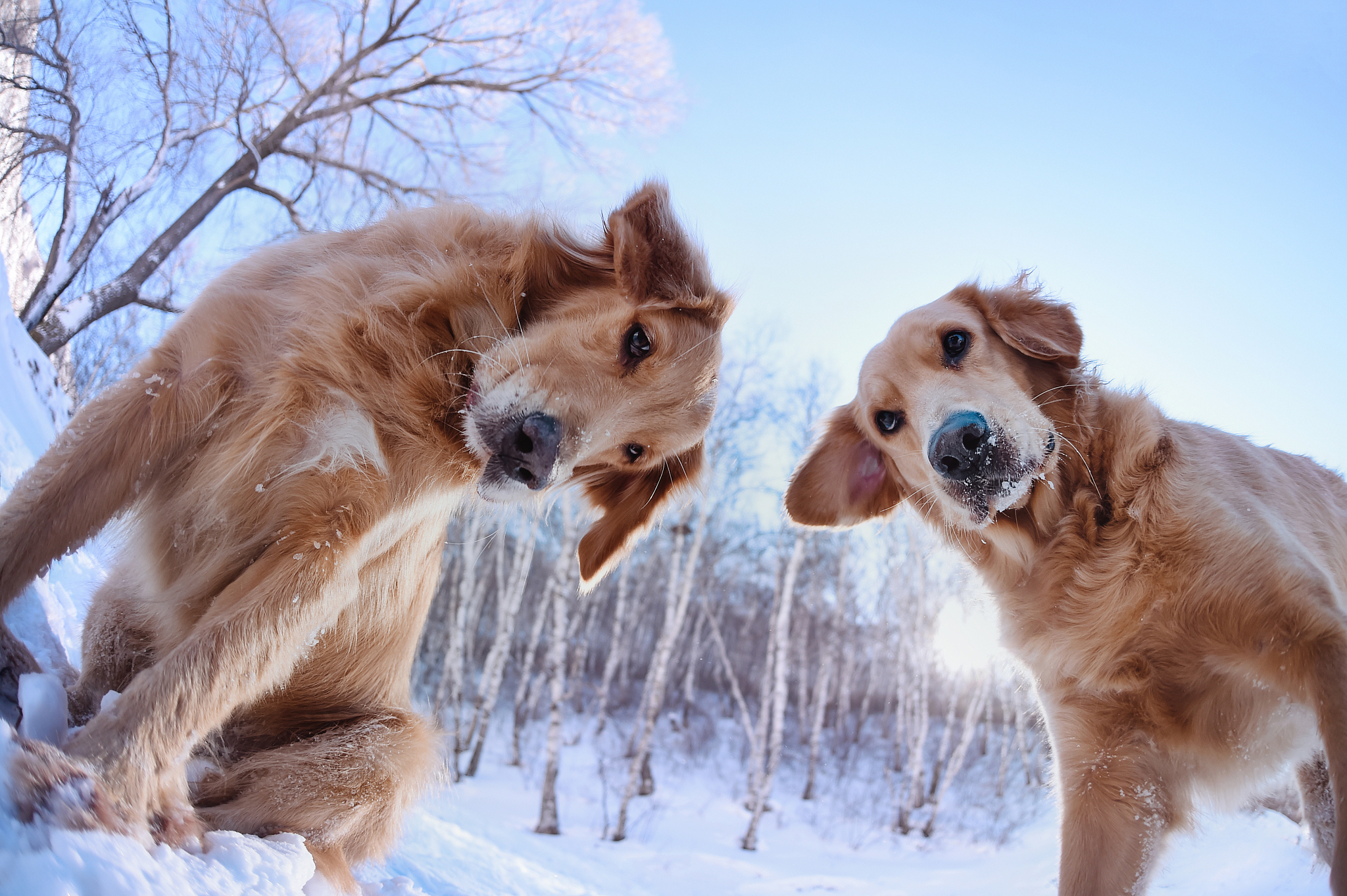 金毛巡回犬