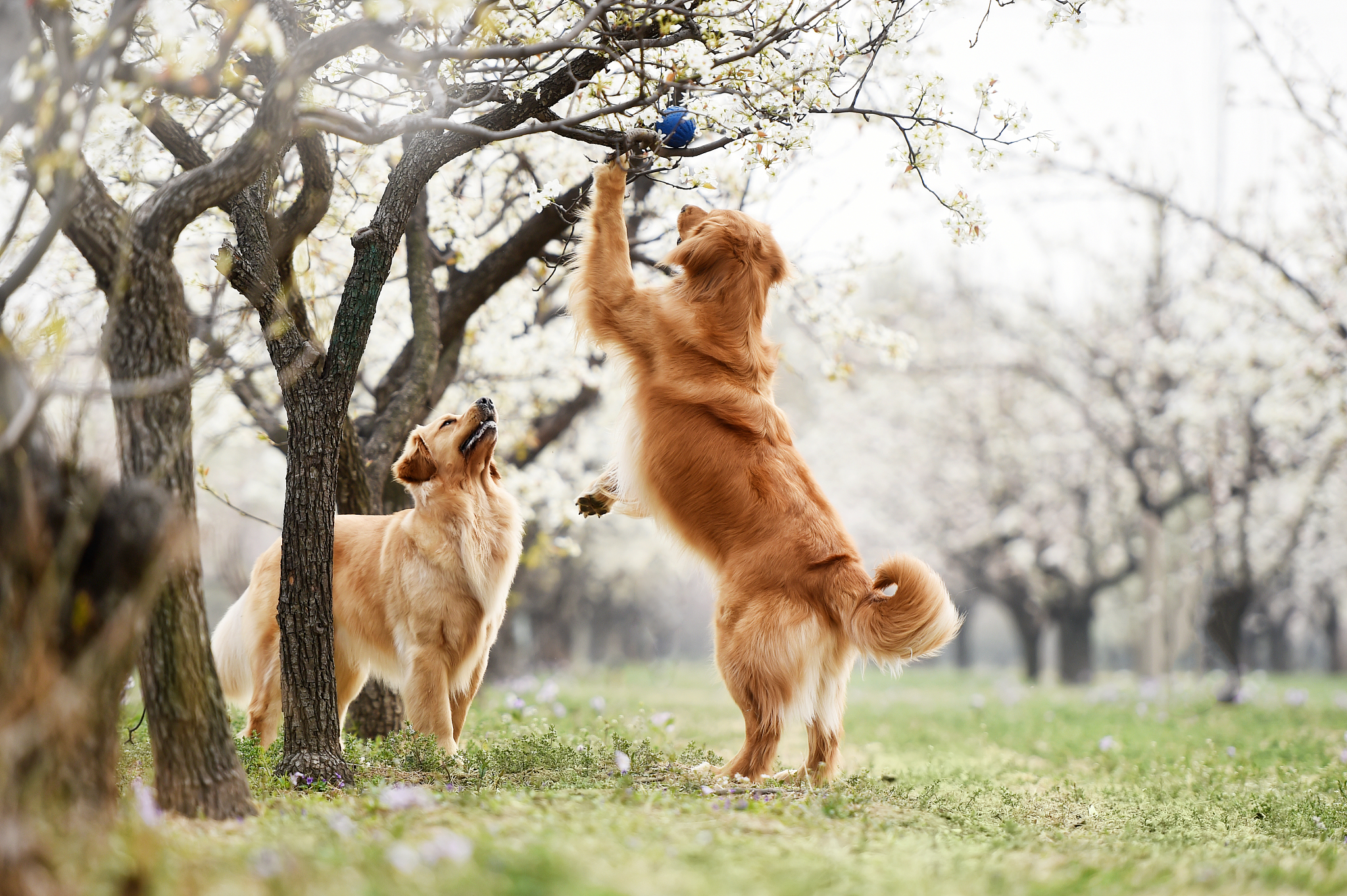 金毛幼犬一般是多少钱