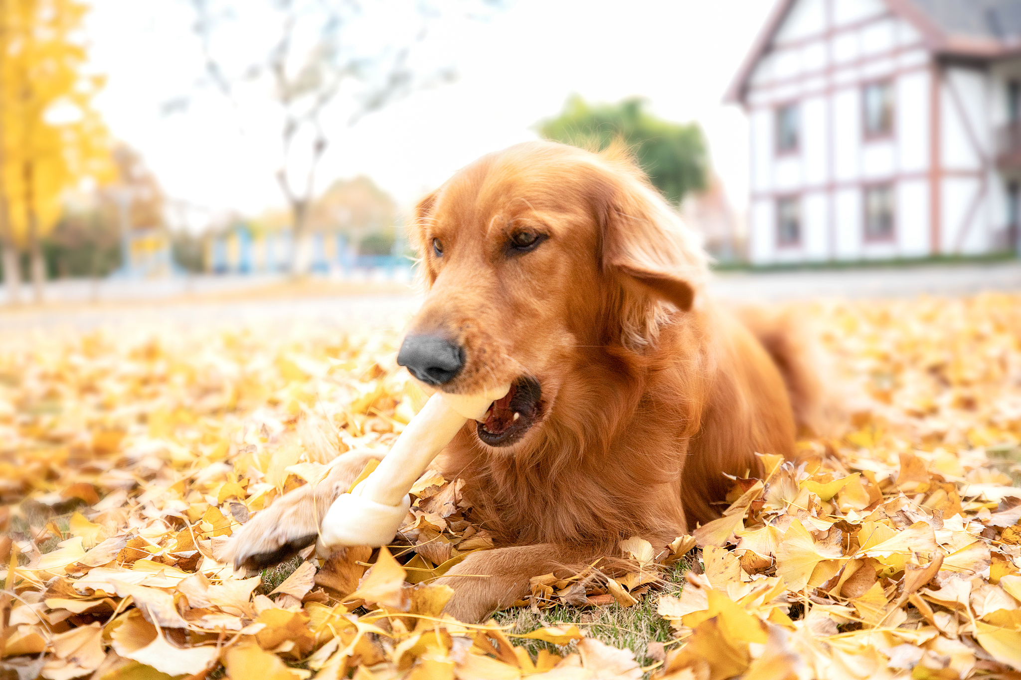 金毛幼犬价格钱