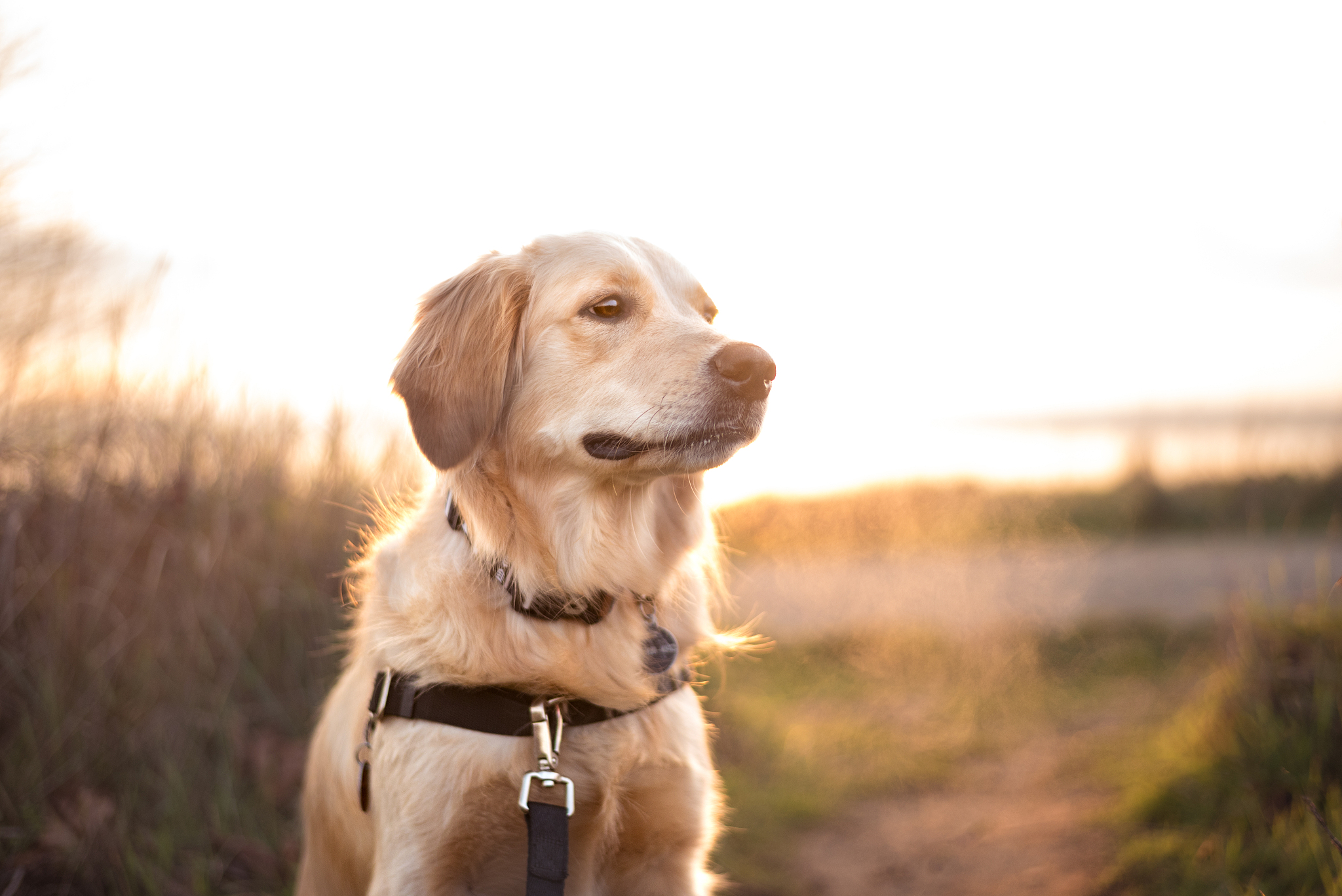 金毛幼犬叫