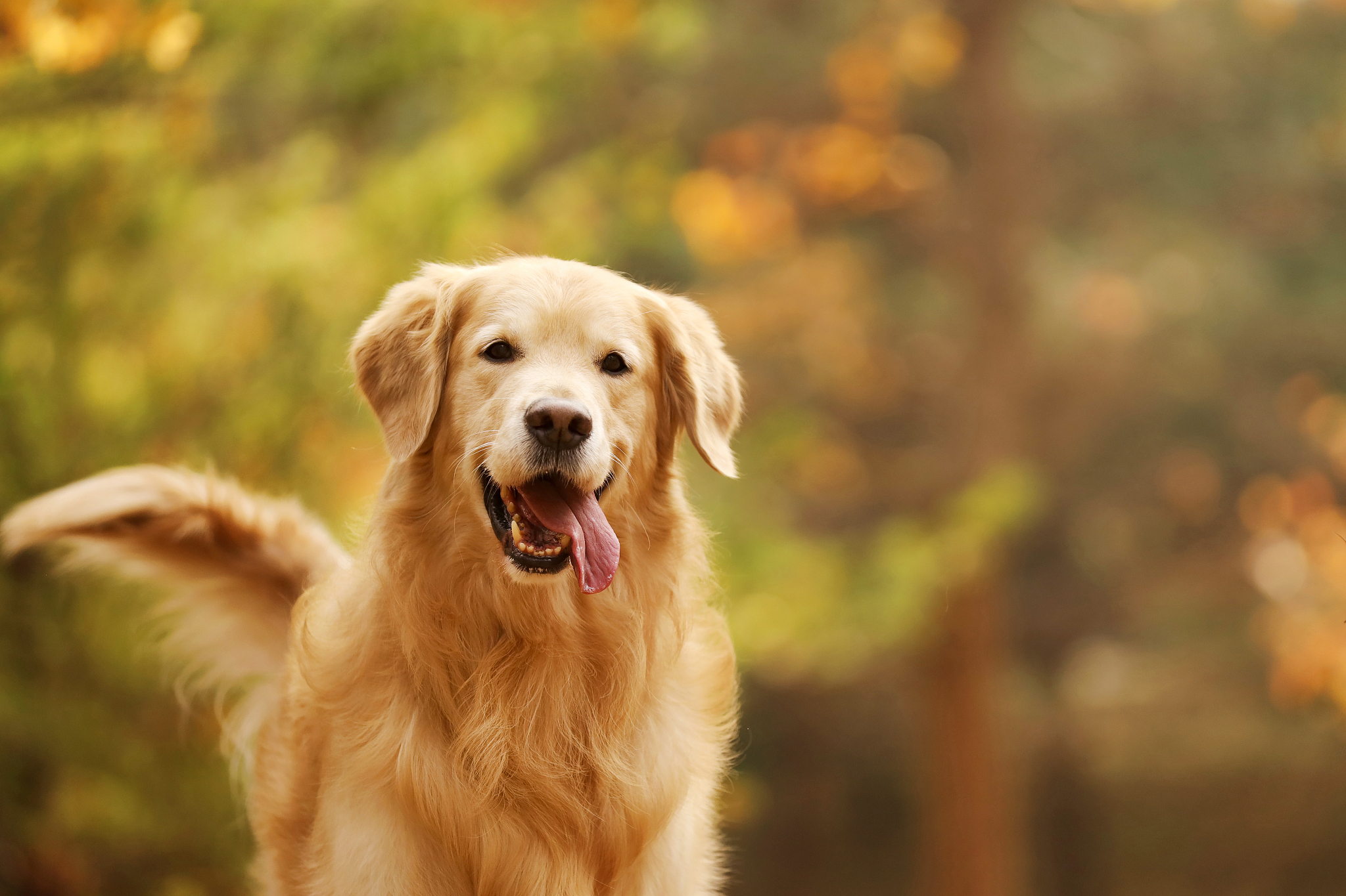 金毛幼犬售价