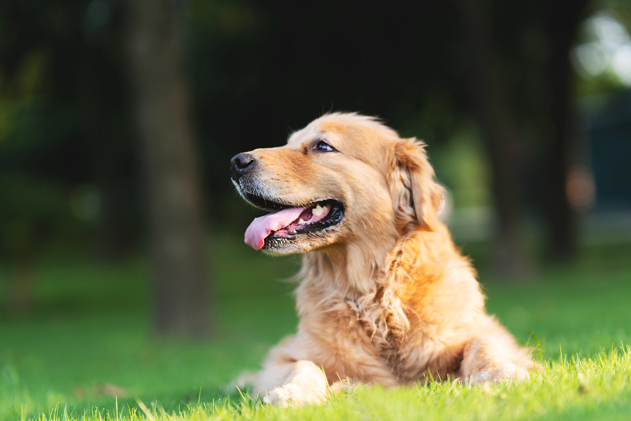 金毛幼犬多钱