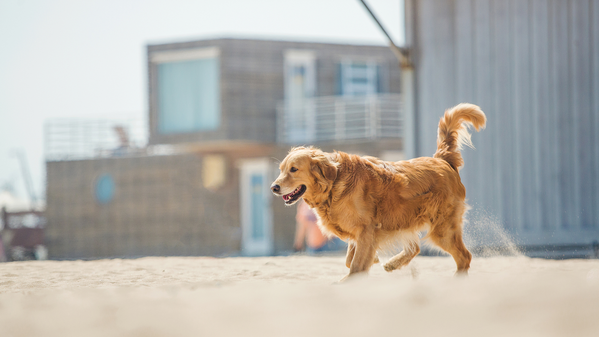 金毛幼犬好养活吗