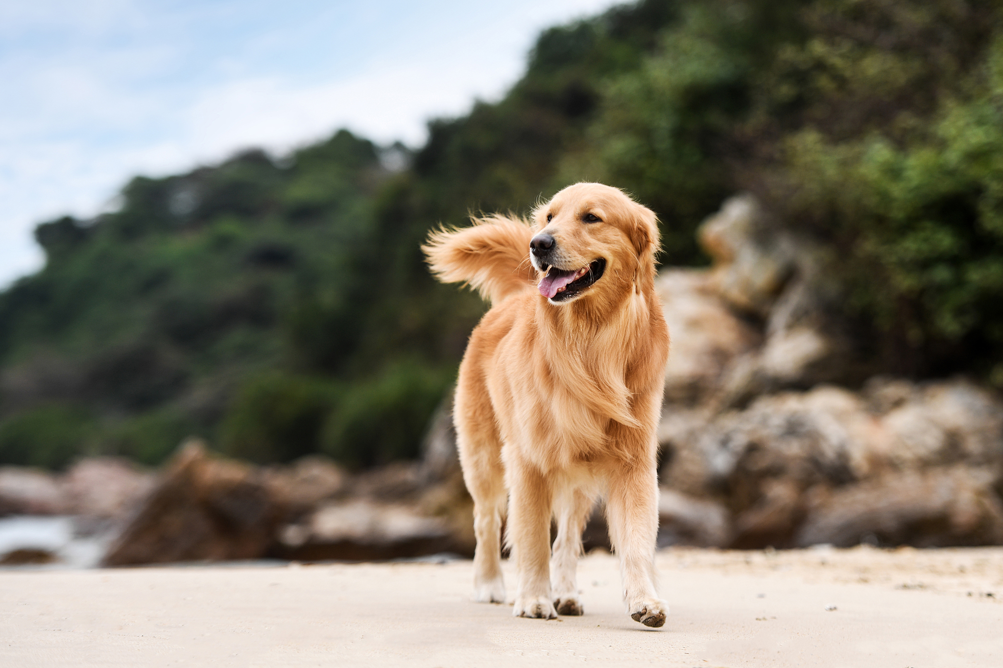 金毛幼犬市场价格